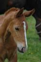 Bumble-bee v.Dutch Dormello 1 week oud