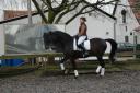 Lascar - piaffe