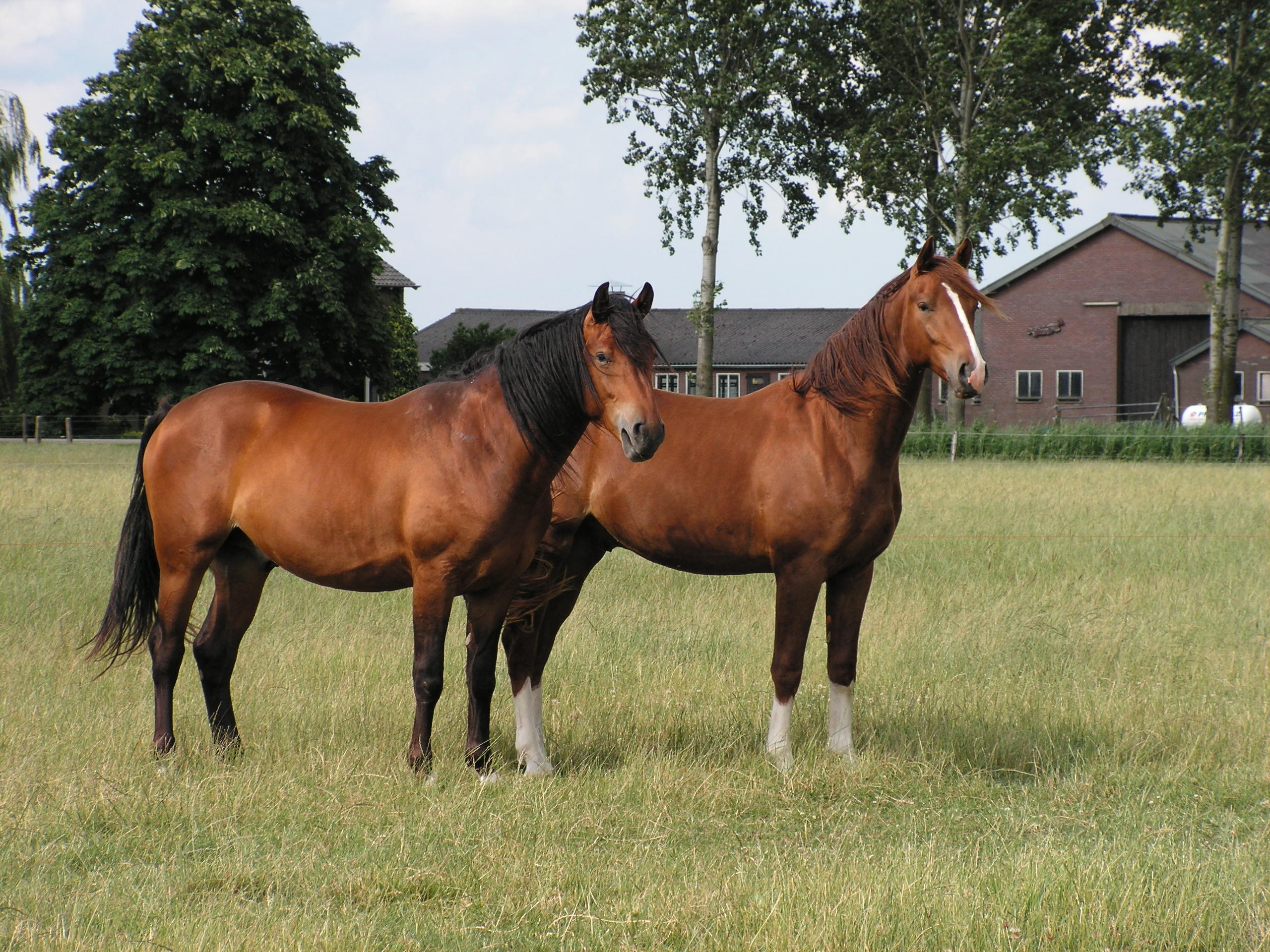 Be-bumble (Rubiquil x Pretendent) en Bumble-bee (Dutch Dormello x Udonis), op deze fot twee jaar oud, genieten in de wei.