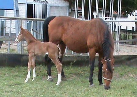 Egidius (Tango x Pretendent) twee dagen oud